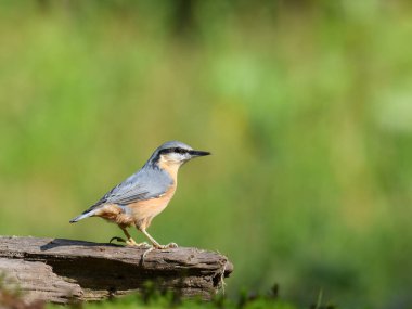 Vahşi yaşam ortamında sevimli küçük bir kuş.