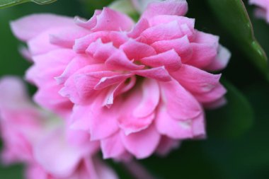 Bahçede yeşil yaprakların arasında büyüyen pembe bir gül.