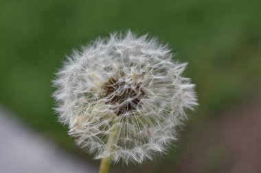 Beyaz bir karahindibanın seçici odak noktası.