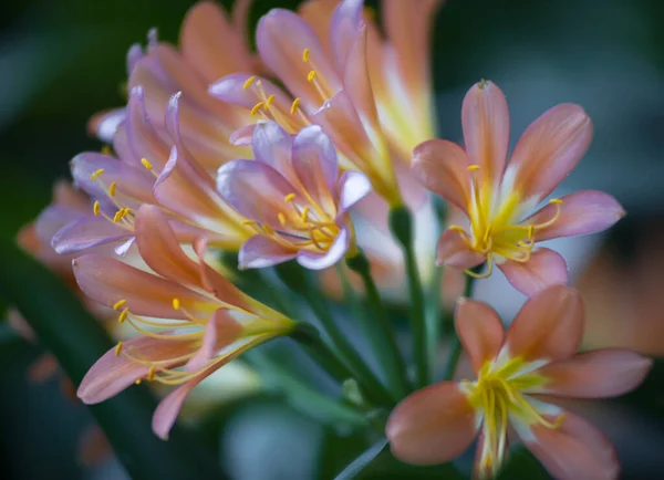 Μια Επιλεκτική Φωτογραφία Λουλούδια Natal Lily — Φωτογραφία Αρχείου