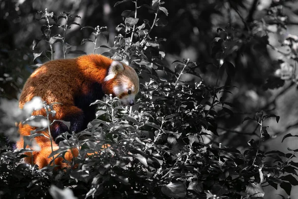 Hermoso Panda Rojo Colores Safari Peaugres Francia —  Fotos de Stock