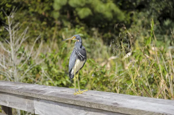 Beautiful Shot Tricolored Heron Stands Wooden Fence Park Green Plants — Stock Photo, Image