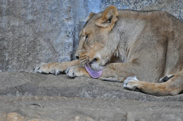 Güzel Bir Dişi Aslan Gündüz Vakti Hayvanat Bahçesinde Dinleniyor — Stok fotoğraf
