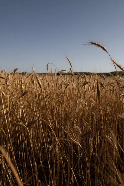 Вертикальный Качели Пшеницы Поле Голубом Фоне Неба — стоковое фото