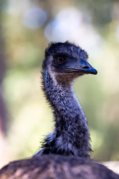 Closeup Shallow Focus Portrait Emu Bird Australia Tallest Native Bird — Stock Photo, Image