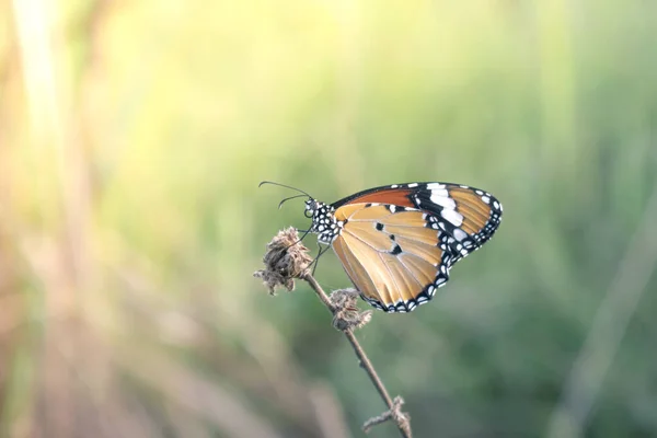 Ein Lebendiger Monarchfalter Auf Einer Pflanze — Stockfoto