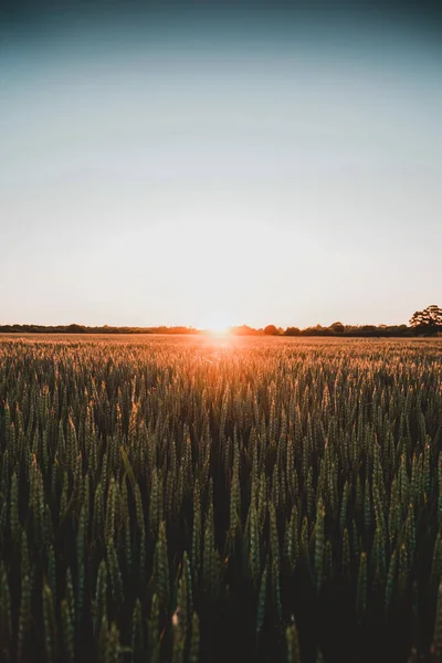 Tomado Campo Cultivo Atardecer Hora Dorada — Foto de Stock