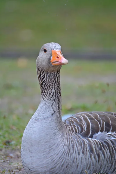 Egy Függőleges Lövés Egy Aranyos Liba Ült Füvön Napközben — Stock Fotó