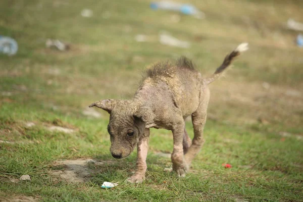 A dog with skin disease is walking.