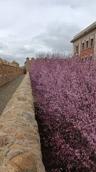 A vertical shot of a blooming trees grwoing inside old fortress walls