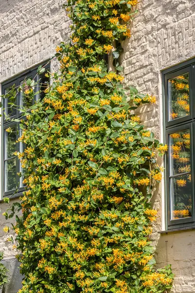 Caprifogli Perfolato Caprifoglio Lonifera Caprifolium — Foto Stock