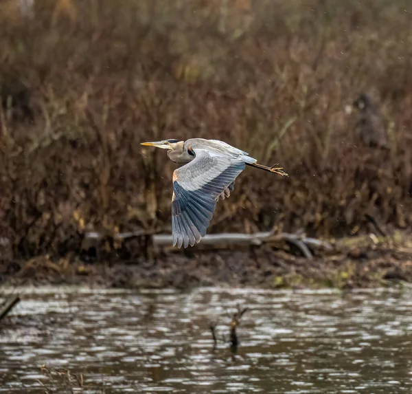 Bulanık bir arka planda, ormanda suyun üzerinde uçan mavi bir balıkçıl.