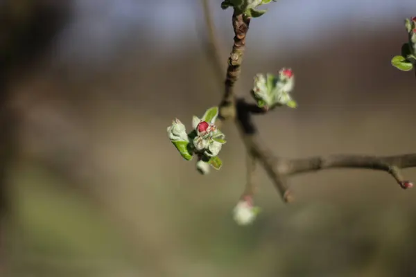Selective Focus Flower Buds Tree Branch Blooming Sunlight Spring Day — Stock Photo, Image