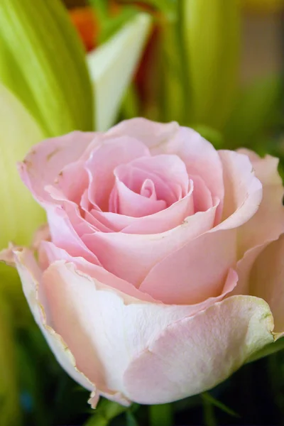 Close Uma Rosa Aumentou Vaso — Fotografia de Stock
