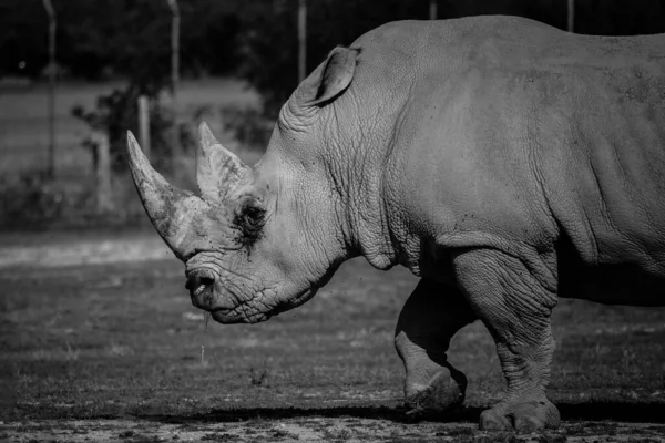 Большой Носорог Медленно Шагает Парку Safari Peaugres Франция — стоковое фото