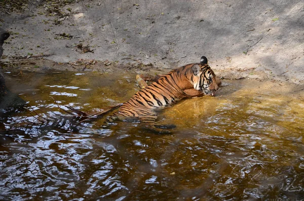 A beautiful shot of a Sumatran tiger laying in the shallow water of the lake in its enclosure at the zoo in a hot summer day