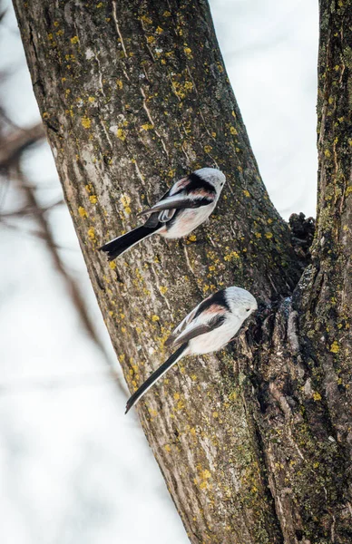 Colpo Verticale Uccelli Sull Albero — Foto Stock