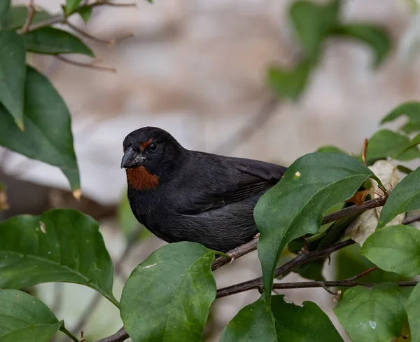 Ένα Κοντινό Πλάνο Ενός Μικρότερου Antillean Bullfinch Στέκεται Φύλλα Δέντρων — Φωτογραφία Αρχείου