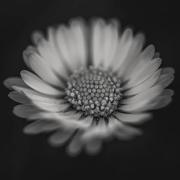 Ein Graustufen Makro Einer Gänseblümchenblume Vor Schwarzem Hintergrund — Stockfoto