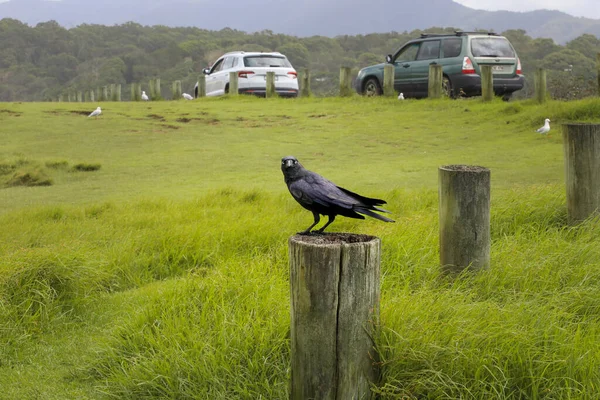 Crow Sitting Tree Stump — Stock Photo, Image