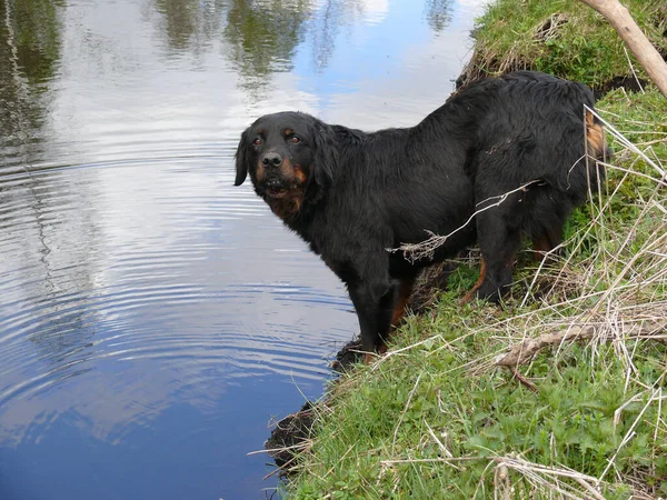 Close Cão Caça Escocês Preto Uma Grama Lado Lago — Fotografia de Stock