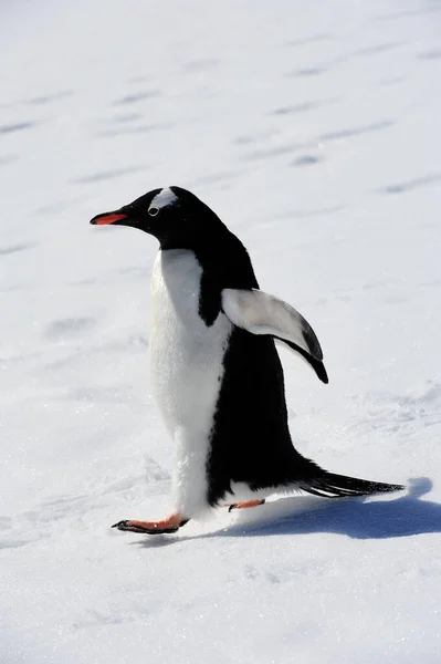 Eine Nahaufnahme Eines Wunderschönen Gentoo Pinguins Der Antarktis — Stockfoto