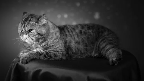Una Toma Escala Grises Hermoso Gato Escocés Estudio —  Fotos de Stock