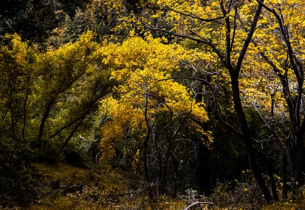 Muitas Árvores Uma Floresta Uma Queda — Fotografia de Stock