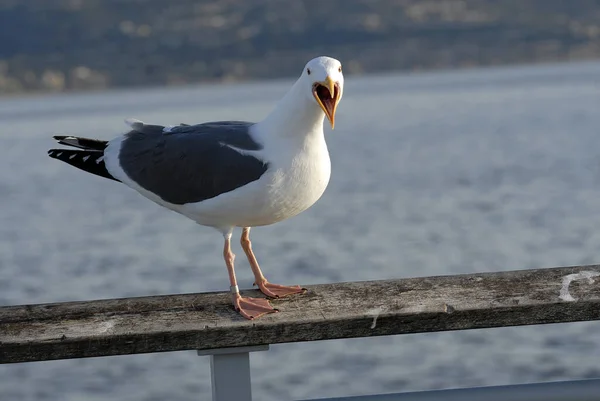 Seagull Perched Rail Ocean Hermosa Beach California — Stock Photo, Image