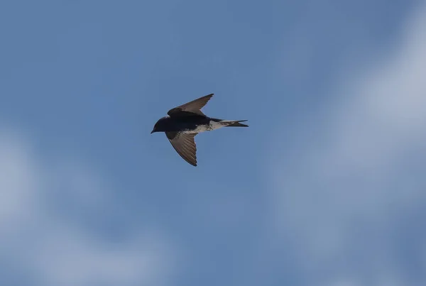 Niski Kąt Ujęcia Południowego Martina Ptaszka Lecącego Zachmurzonym Błękitnym Niebie — Zdjęcie stockowe