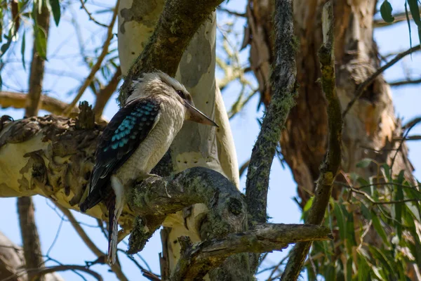 Närbild Kookaburra Ett Träd — Stockfoto