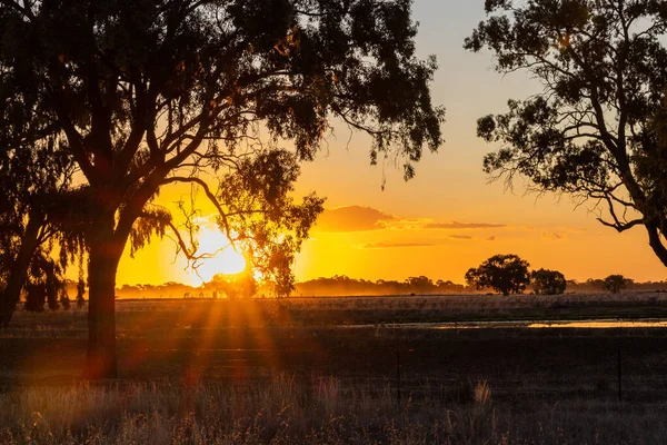 View Field Silhouettes Trees Sunset — Stock Photo, Image