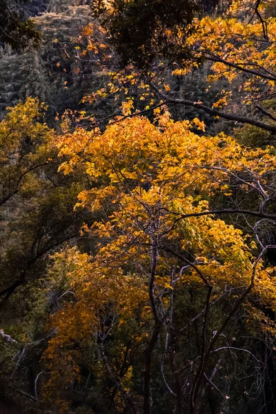 Kleurrijke Bomen Het Bos Tijdens Herfst — Stockfoto