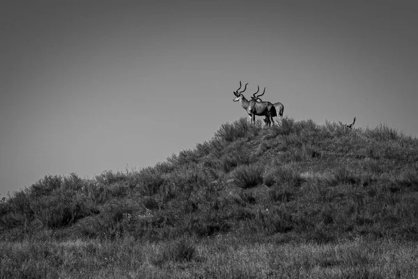 Greater Kudu Hill Looking Away Safari Peaugres France — Stock Photo, Image