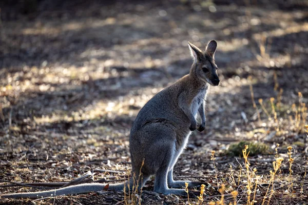 Cute Baby Kangaroo Its Natural Habitat Dry Field — Stock Photo, Image