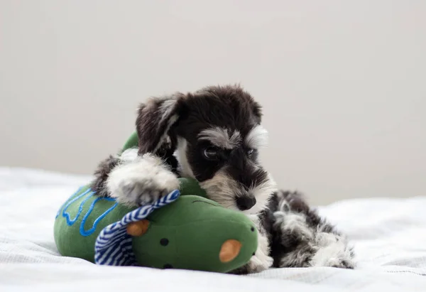 Een Schattige Schnauzer Puppy Liggend Het Bed — Stockfoto
