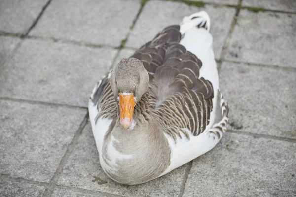 Primer Plano Ganso Graylag Anser Anser — Foto de Stock