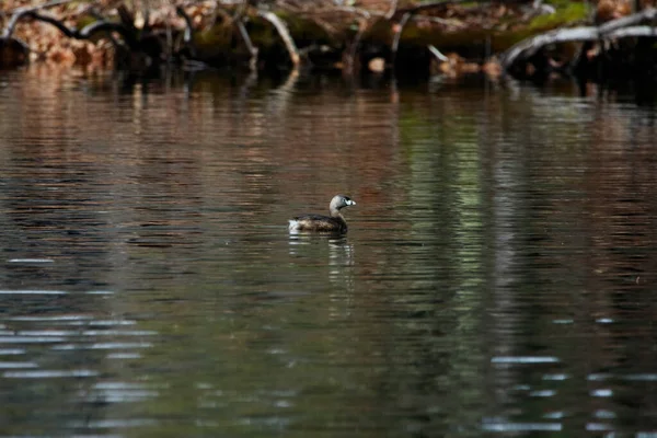Duck Swimming Dark Lake Forest Gloomy Day — Stock Photo, Image