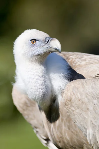 Vertical Closeup Shot Griffon Vulture Zoo Madrid Spain — Stock Photo, Image