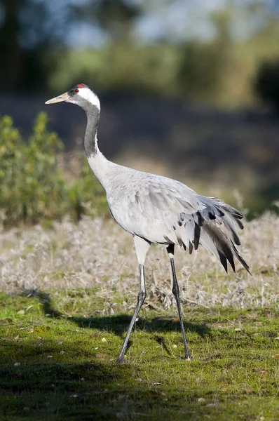 Vertical Shot Crane Extremadura Spain Winter — Stock Photo, Image