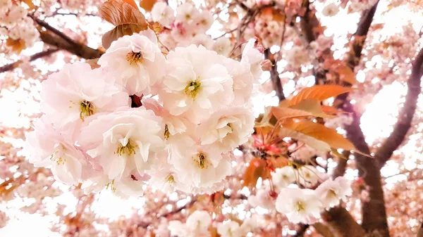 加拿大温哥华树木开花的特写 — 图库照片