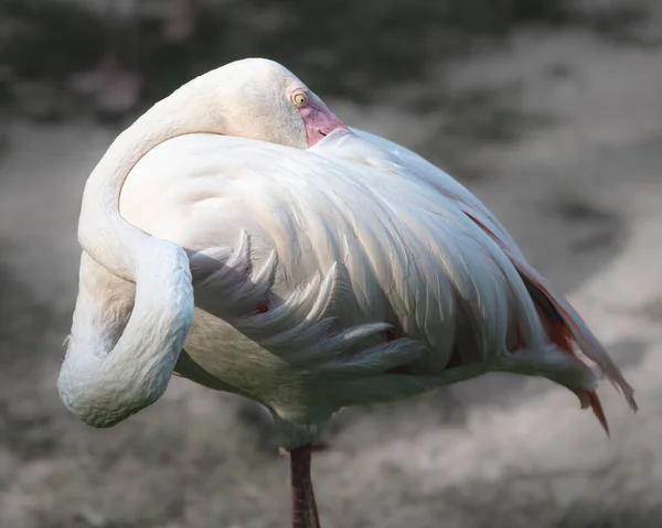 Closeup White Flamingo — Stock Photo, Image