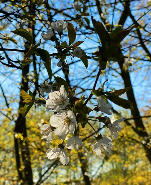 Λευκά Λουλούδια Στο Δέντρο Στο Βερολίνο Γερμανία — Φωτογραφία Αρχείου