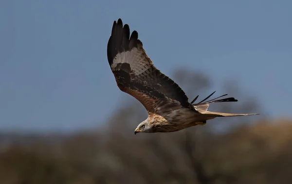 晴れた日に背景がぼやけて飛んでいる茶色の凧鳥 — ストック写真