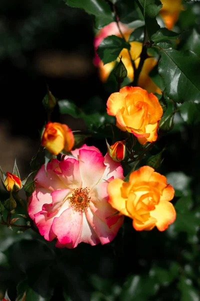 Dieses Foto Zeigt Eine Wunderschöne Gelbe Rose Einem Rosengarten Budapest — Stockfoto