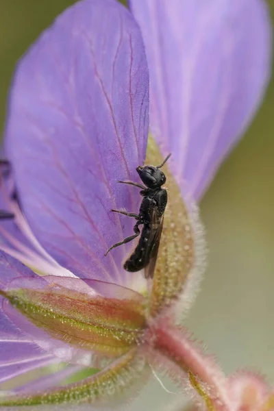 小さな大理石の大工蜂 チェロストマ カンパニュラムの閉鎖 庭の青いゼラニウムの花の裏側に休んで — ストック写真