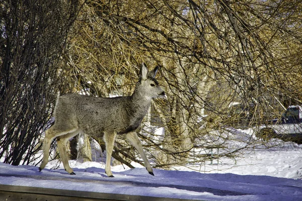 Giovane Cervo Che Cammina Ponte Innevato Jackson Wyoming — Foto Stock