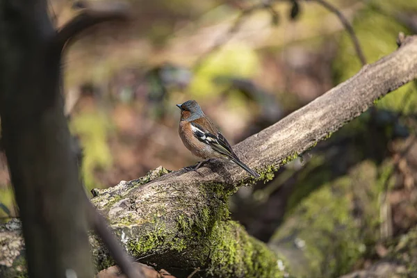 Shallow Focus Common Finch Bird Perching Tree Branch — Stock Photo, Image