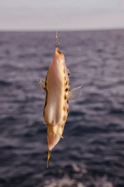 Poisson Mer Accroché Sur Océan Atlantique Bleu — Photo