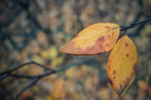 Primer Plano Hojas Otoñales Árbol Seco Parque San Petersburgo Rusia — Foto de Stock